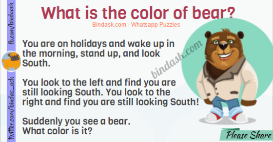 What is the color of bear?